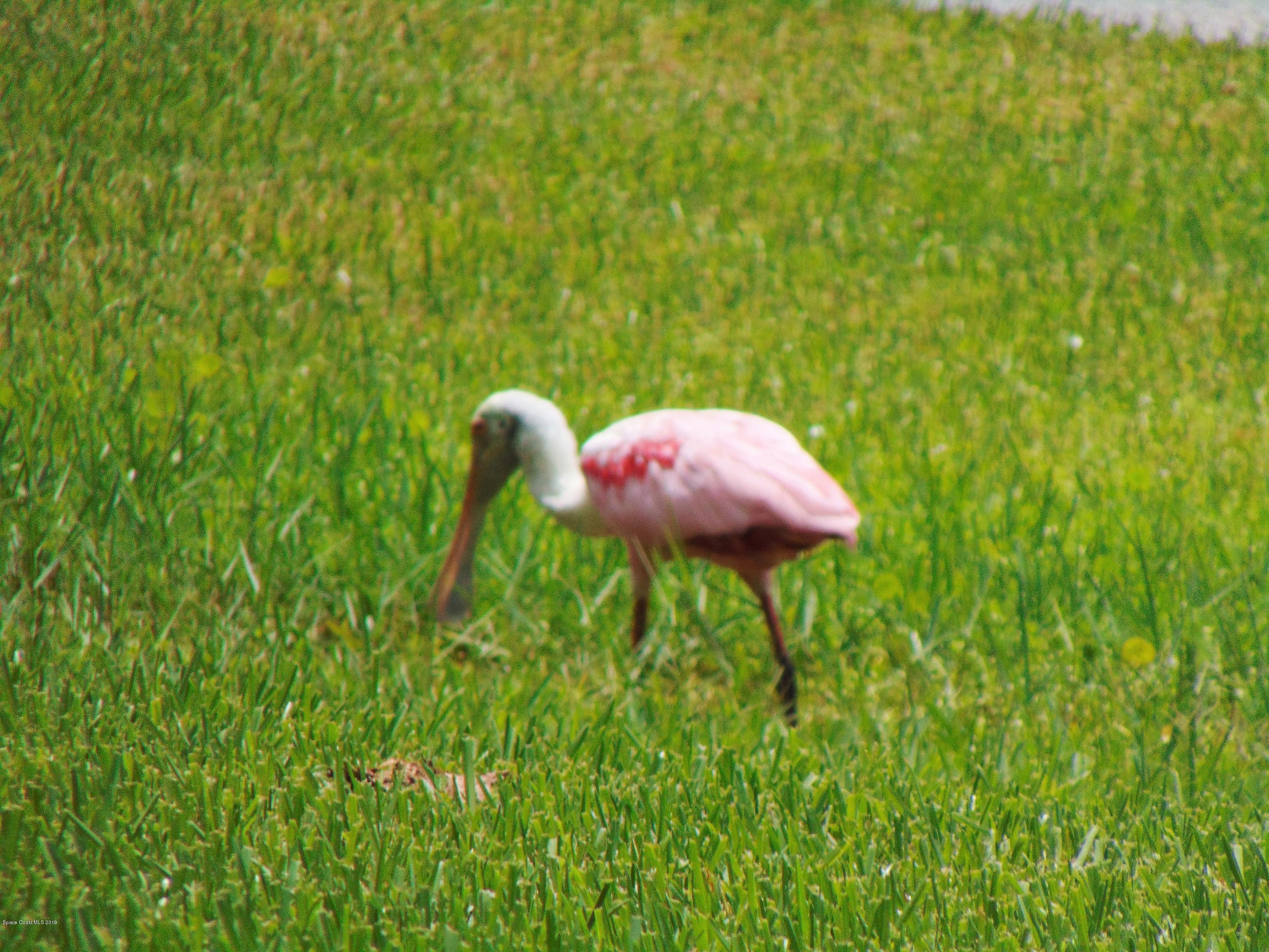 1432 Patriot Drive Melbourne, FL 32940 - Photo 11 of 17 a view of a garden