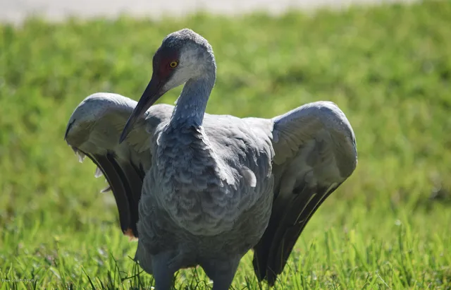 $85,000 | 1432 Patriot Drive, Melbourne, FL 32940