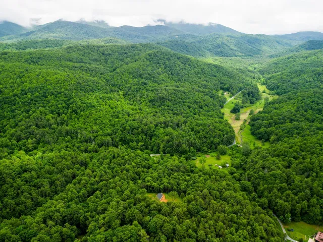 a view of a lush green forest