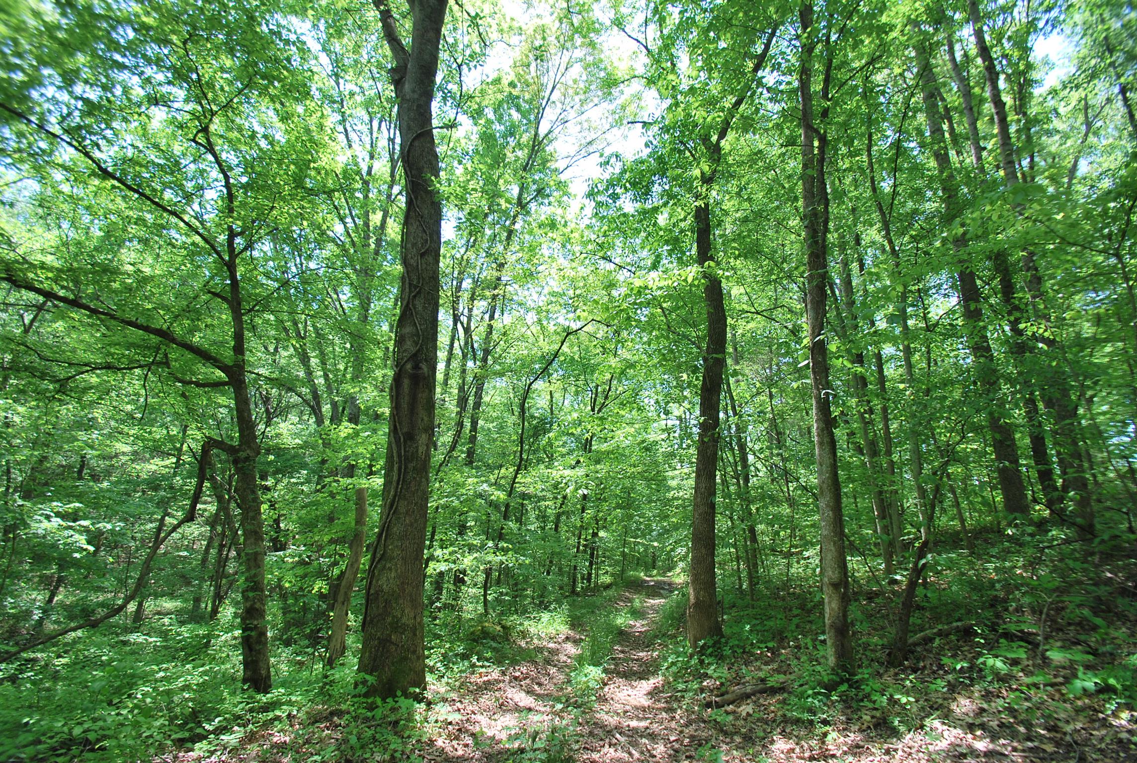 940 North Corinth Road Portland, TN 37148 - Photo 20 of 30 a view of forest