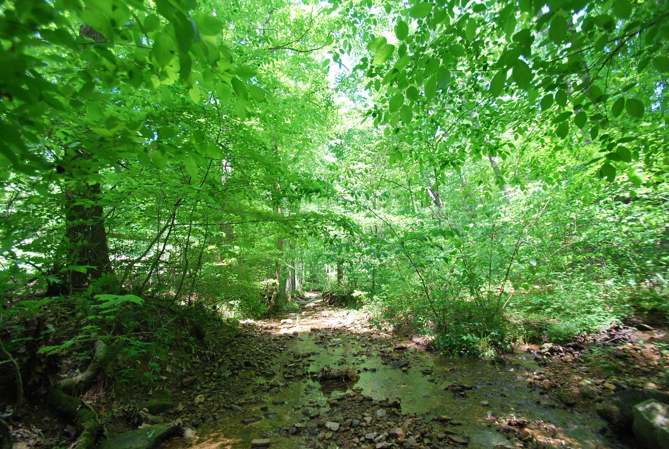 940 North Corinth Road Portland, TN 37148 - Photo 23 of 30 a view of a lush green forest