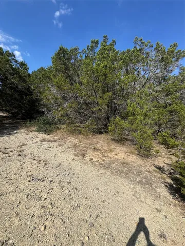 a view of a dry yard with lots of trees
