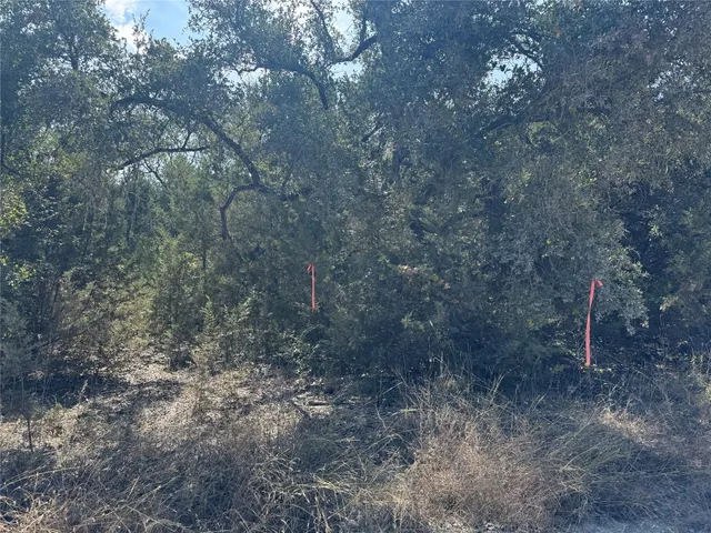 a close up of a tree