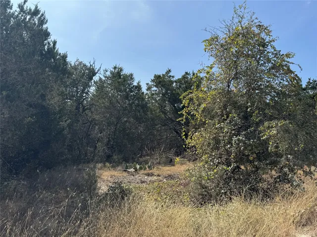 a close up of a tree