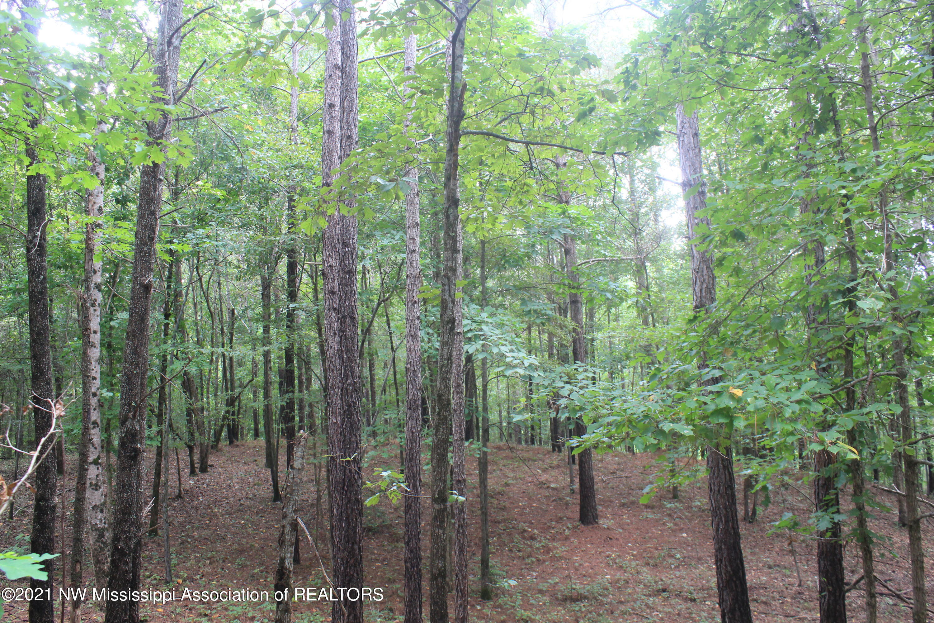 5695 Liberty Road Ashland, MS 38603 - Photo 31 of 48 IMG_7248