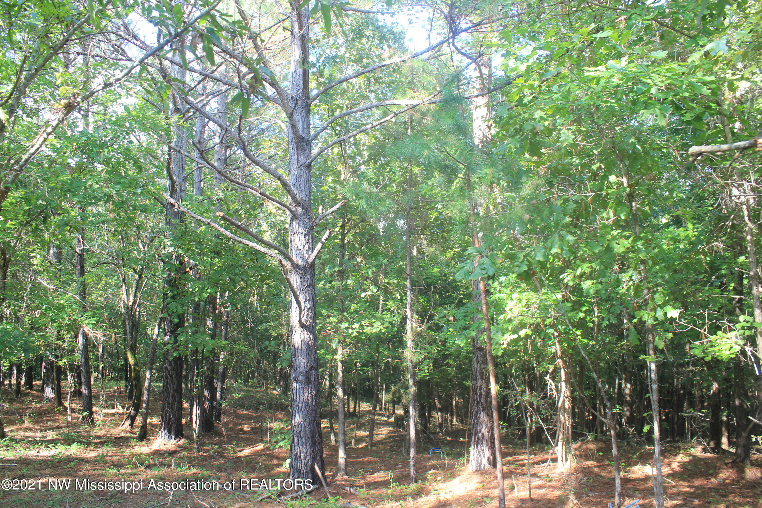 5695 Liberty Road Ashland, MS 38603 - Photo 40 of 48 IMG_7258