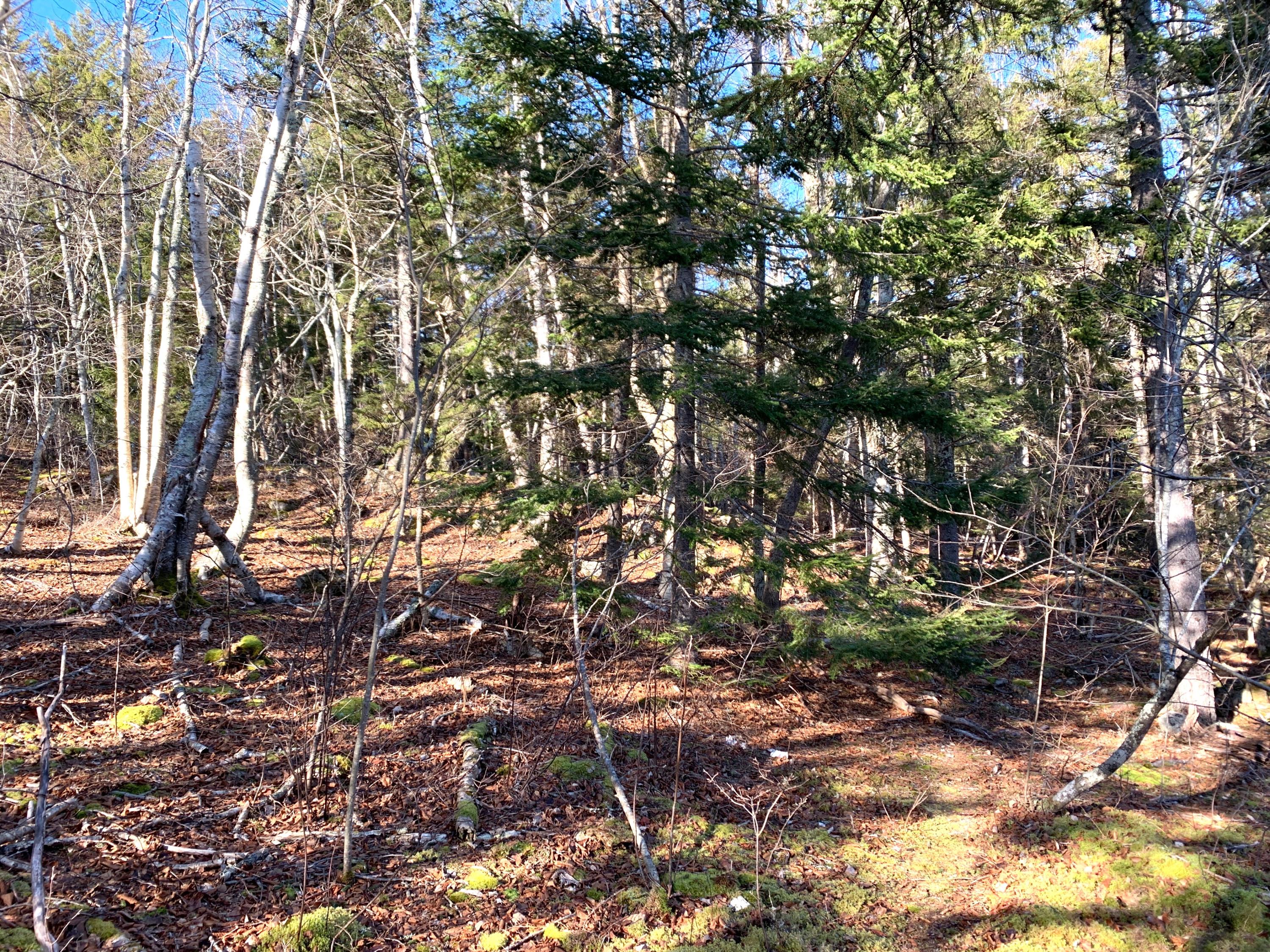 961 North Lubec Road Lubec, ME 04652 - Photo 65 of 76 IMG_8639