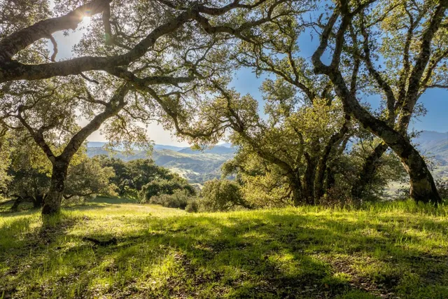 a view of yard covered with green space