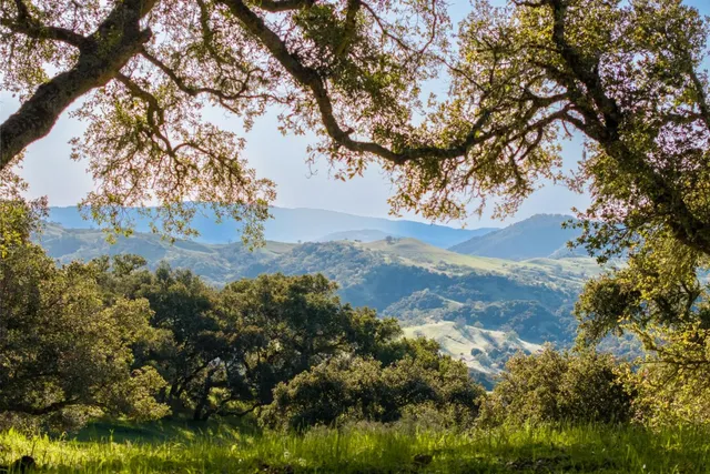 a view of mountain view with large trees