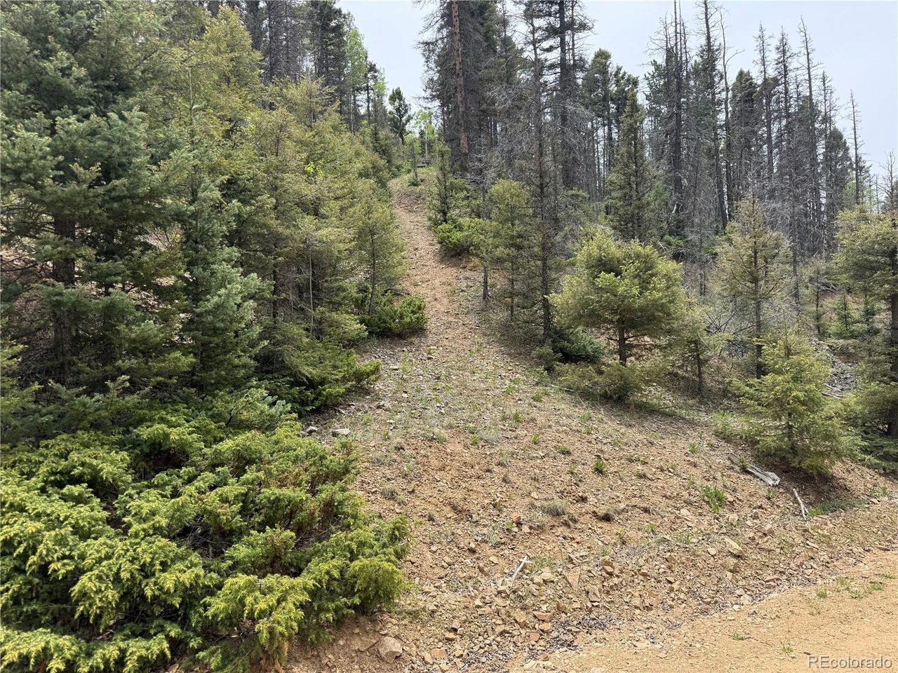 6795 Starkweather Road San Luis, CO 81152 - Photo 1 of 23 a view of a forest with trees in the background