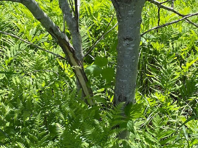 Drier Road Levering, MI 49755 - Photo 14 of 19