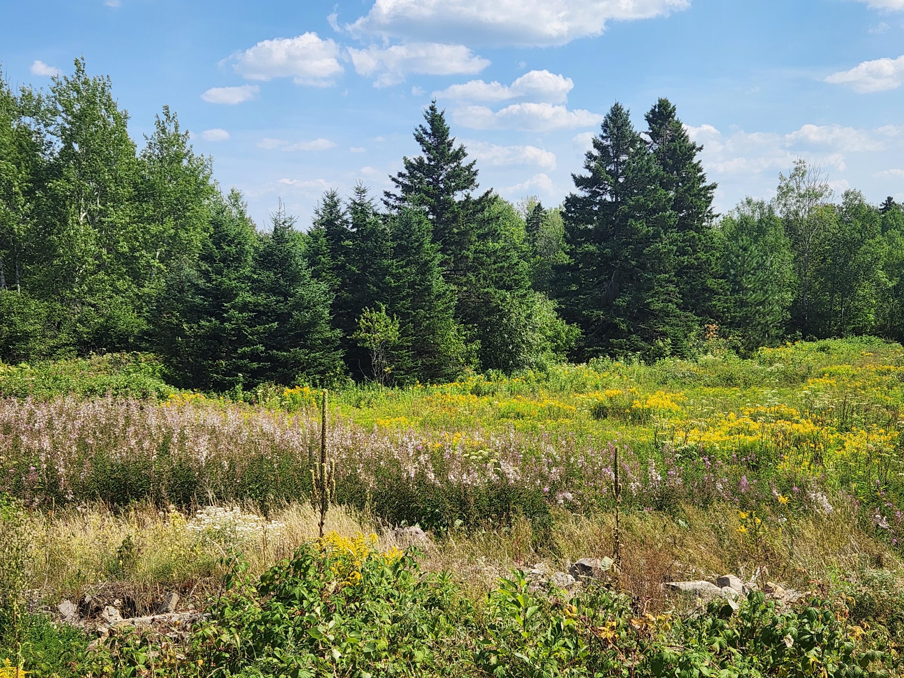 484 Masardis Road Ashland, ME 04732 - Photo 5 of 6 2025-08-11 13.54.40