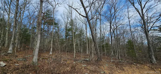 a view of a forest with trees in the background