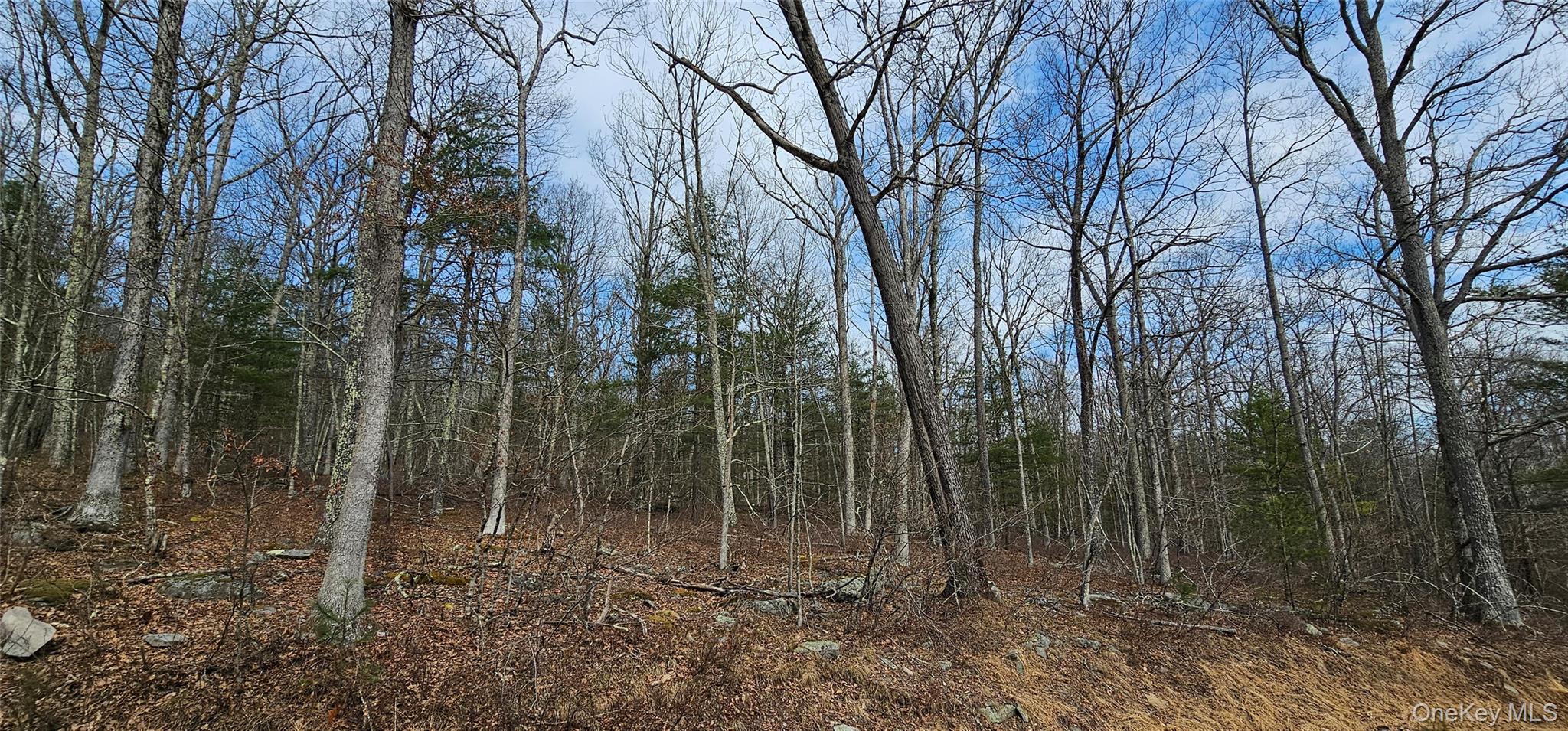 Lot 20.22 Woods Road Barryville, NY 12719 - Photo 12 of 20 a view of a forest with trees in the background