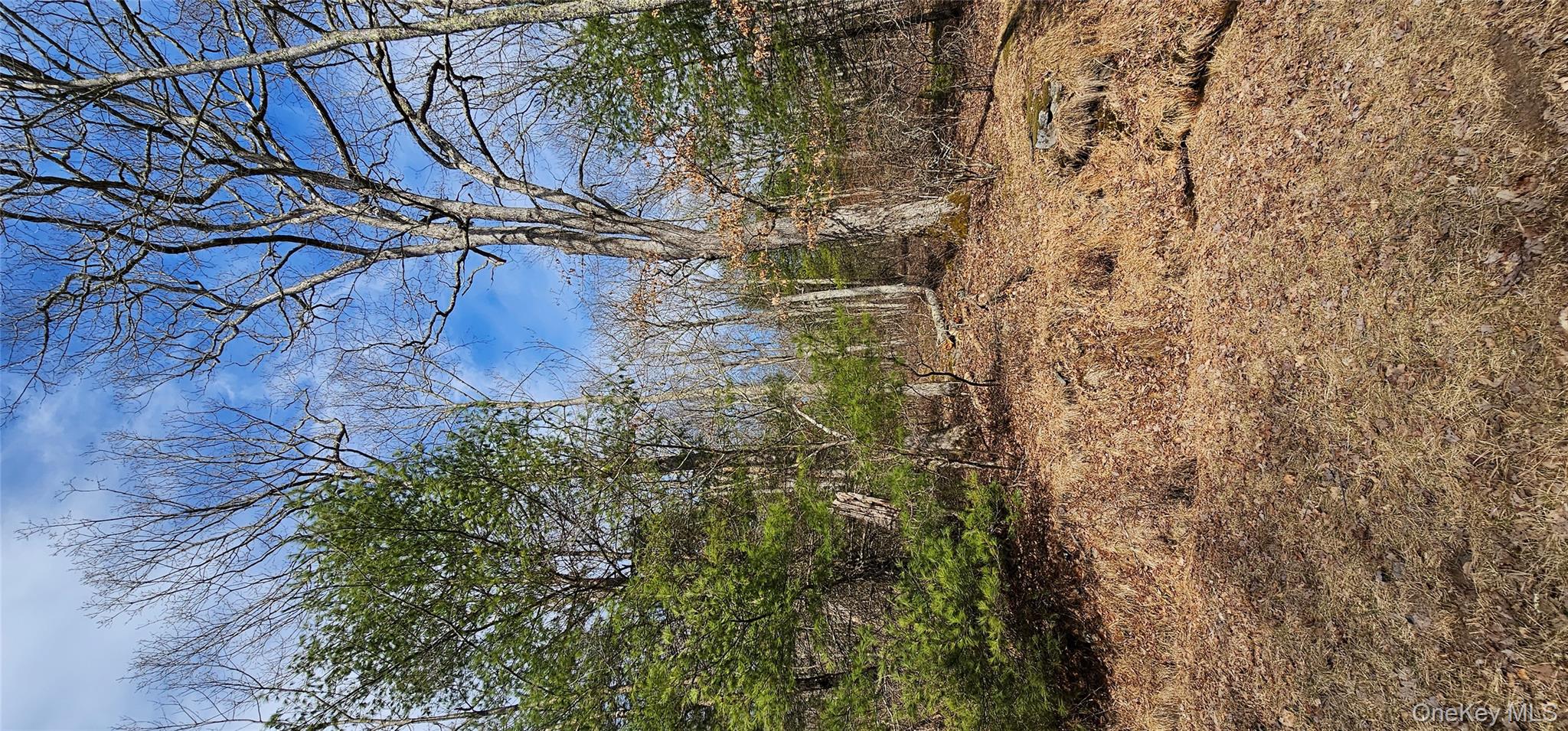 Lot 20.22 Woods Road Barryville, NY 12719 - Photo 5 of 20 a view of a yard with a tree