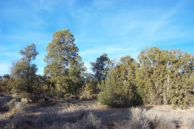 153 Woodlands Ranch Road Williams, AZ 86046 - Photo 2 of 5 Additional Photo