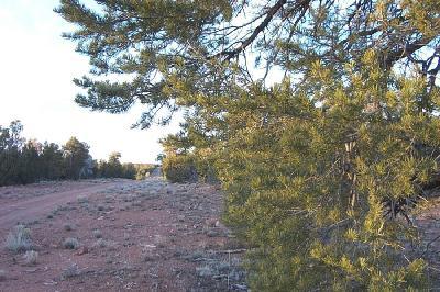 153 Woodlands Ranch Road Williams, AZ 86046 - Photo 3 of 5 Additional Photo