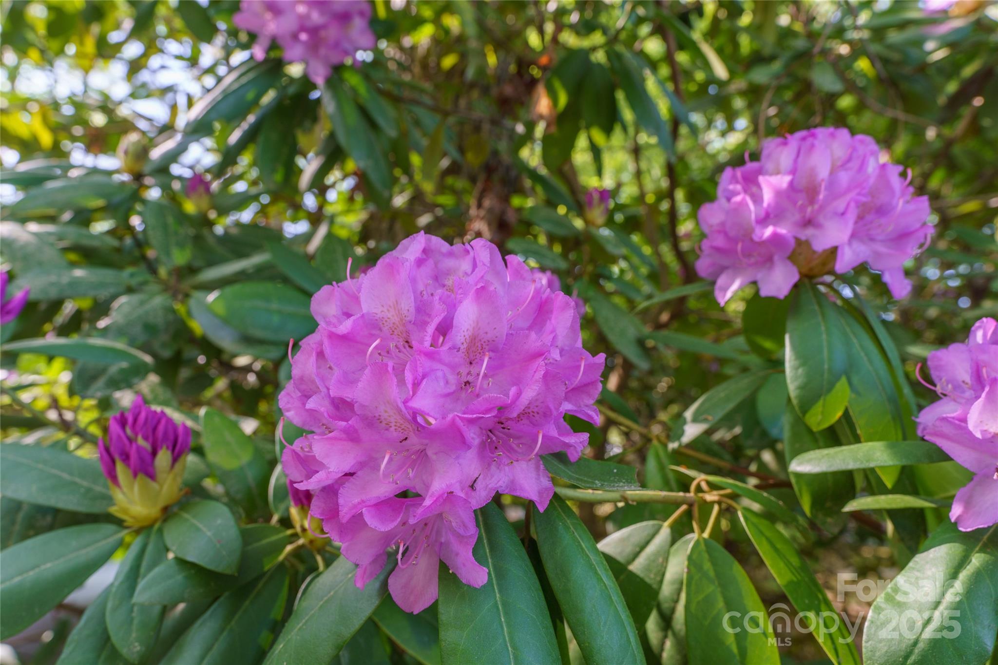 61 Ashcroft Road Arden, NC 28704 - Photo 45 of 47 Gallery Image 45