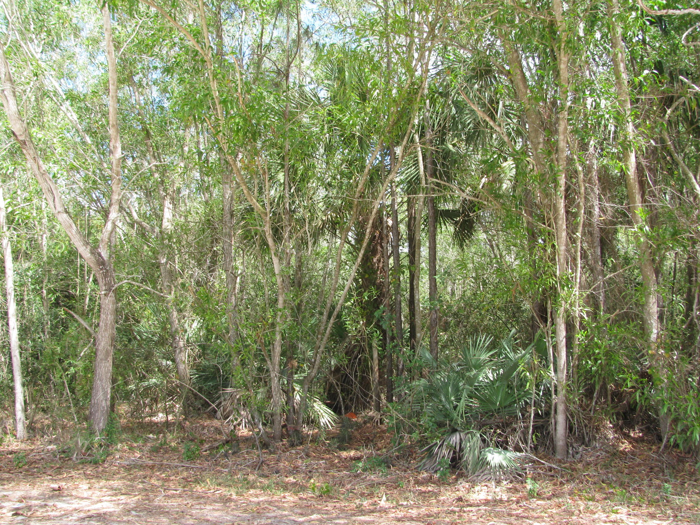 17811 93rd Road North Loxahatchee, FL 33470 - Photo 5 of 7 IMG_0727