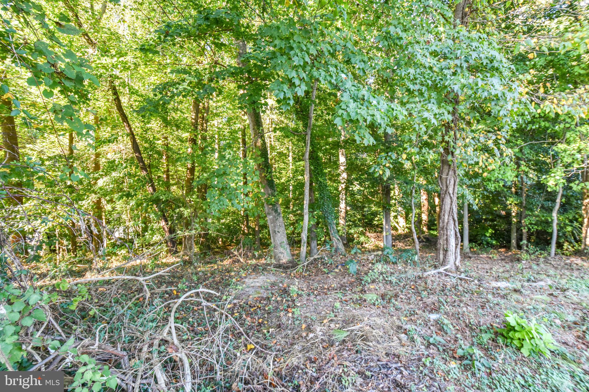 6041 Hill Road St. Leonard, MD 20685 - Photo 6 of 17 Wooded Lot Area