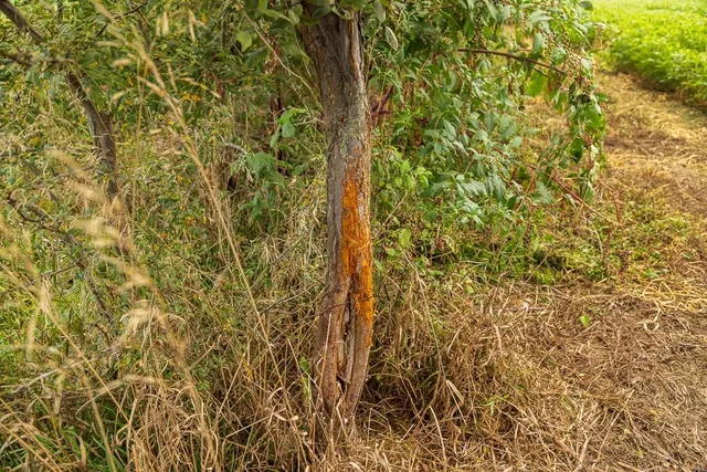 $1,012,895 | South Bonar Road, Creighton, MO 64739