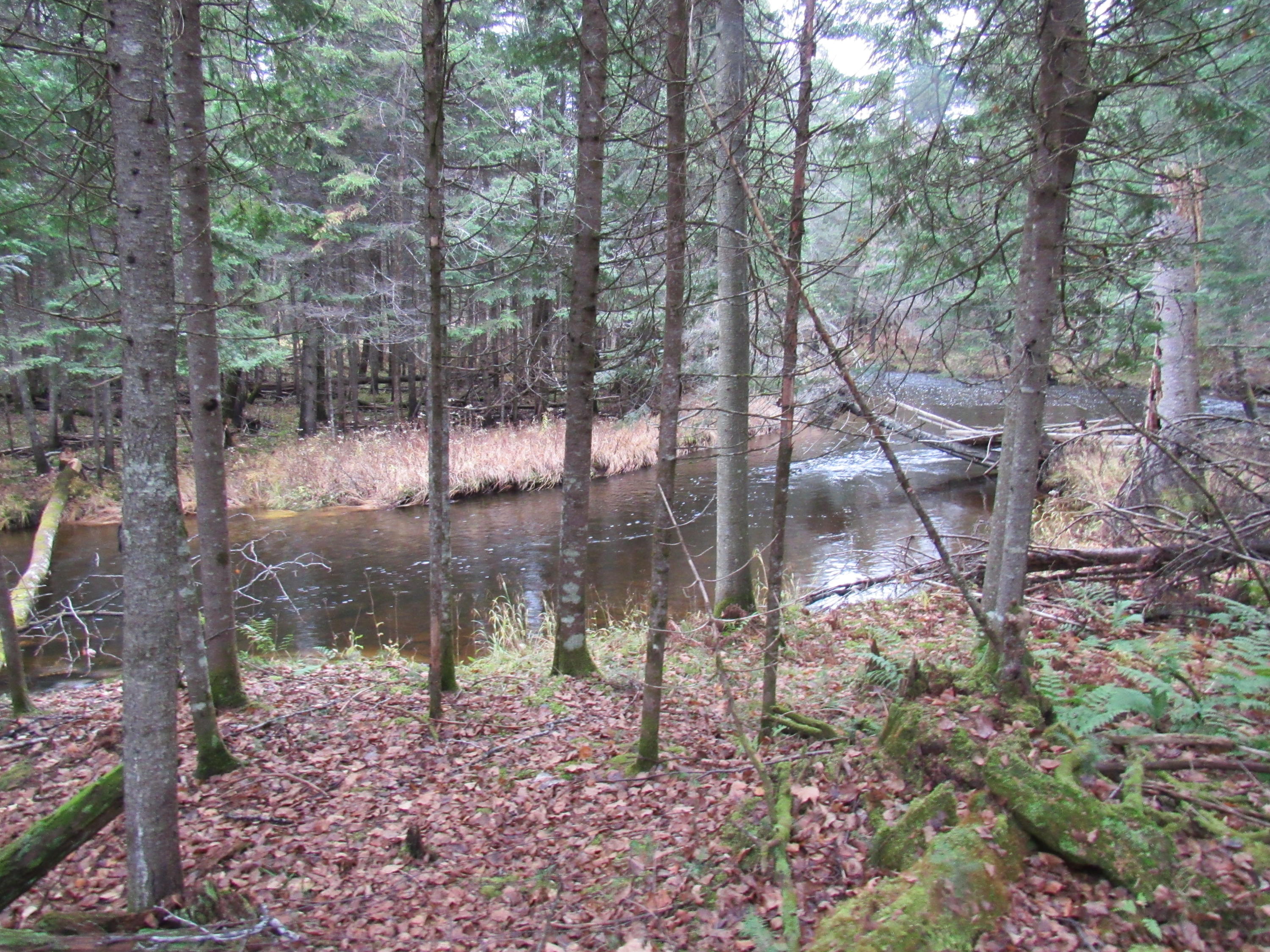 86 Heald Stream Road Jackman, ME 04945 - Photo 6 of 26 IMG_4560
