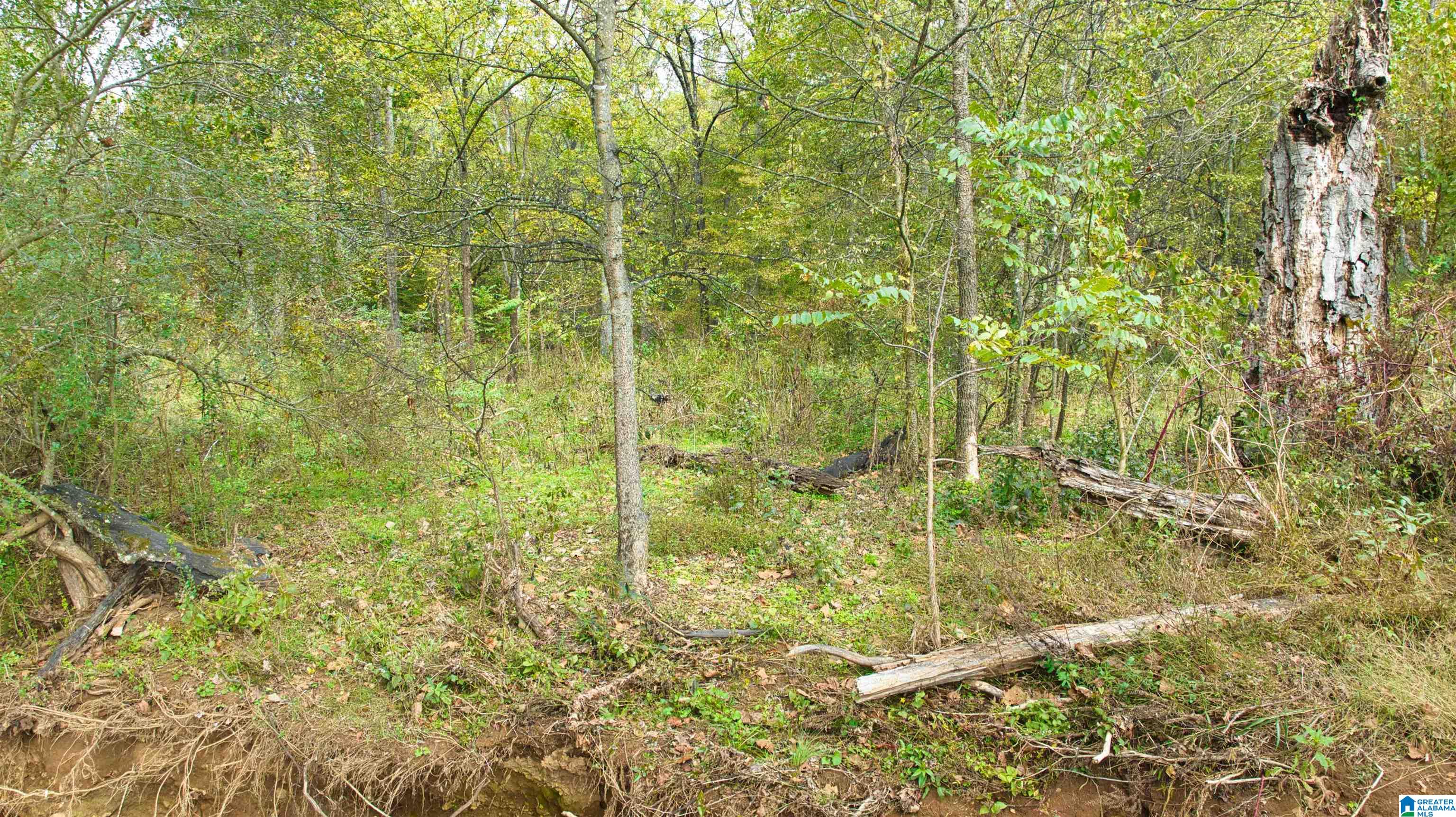 0 South Love Branch Road Toney, AL 35773 - Photo 12 of 26