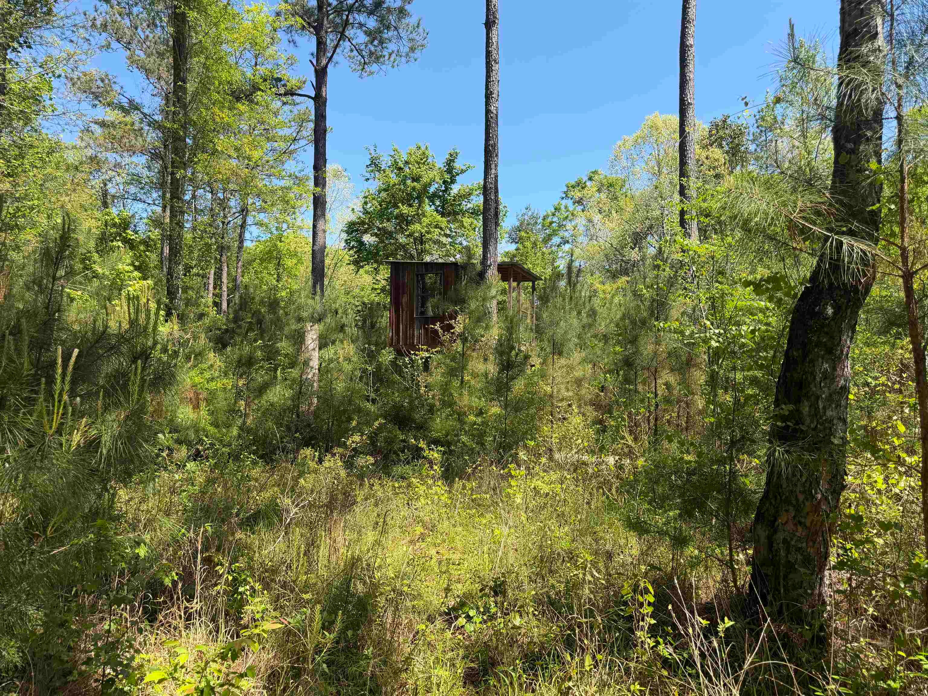 0 Leon Tower Road Brantley, AL 36009 - Photo 12 of 27 Gallery Image 12