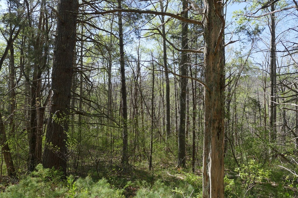 Tbd Camp Road Sugar Grove, VA 24375 - Photo 40 of 67 Gallery Image 40