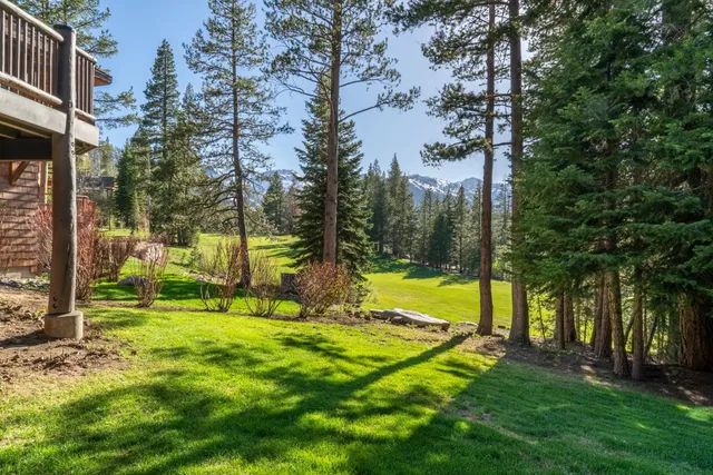 a view of a park with a tree