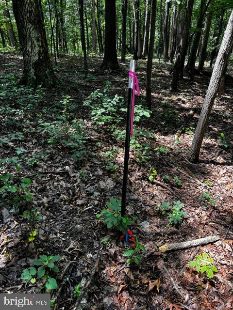 Alonzaville Road Maurertown, VA 22644 - Photo 11 of 28 a view of a tree in a yard
