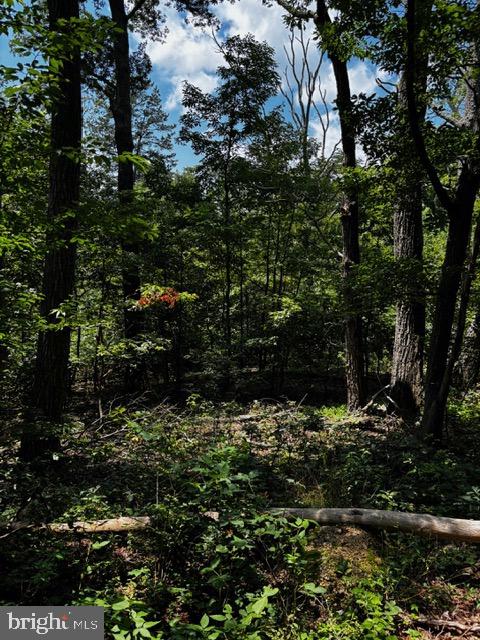 Alonzaville Road Maurertown, VA 22644 - Photo 12 of 28 a view of outdoor space and a forest