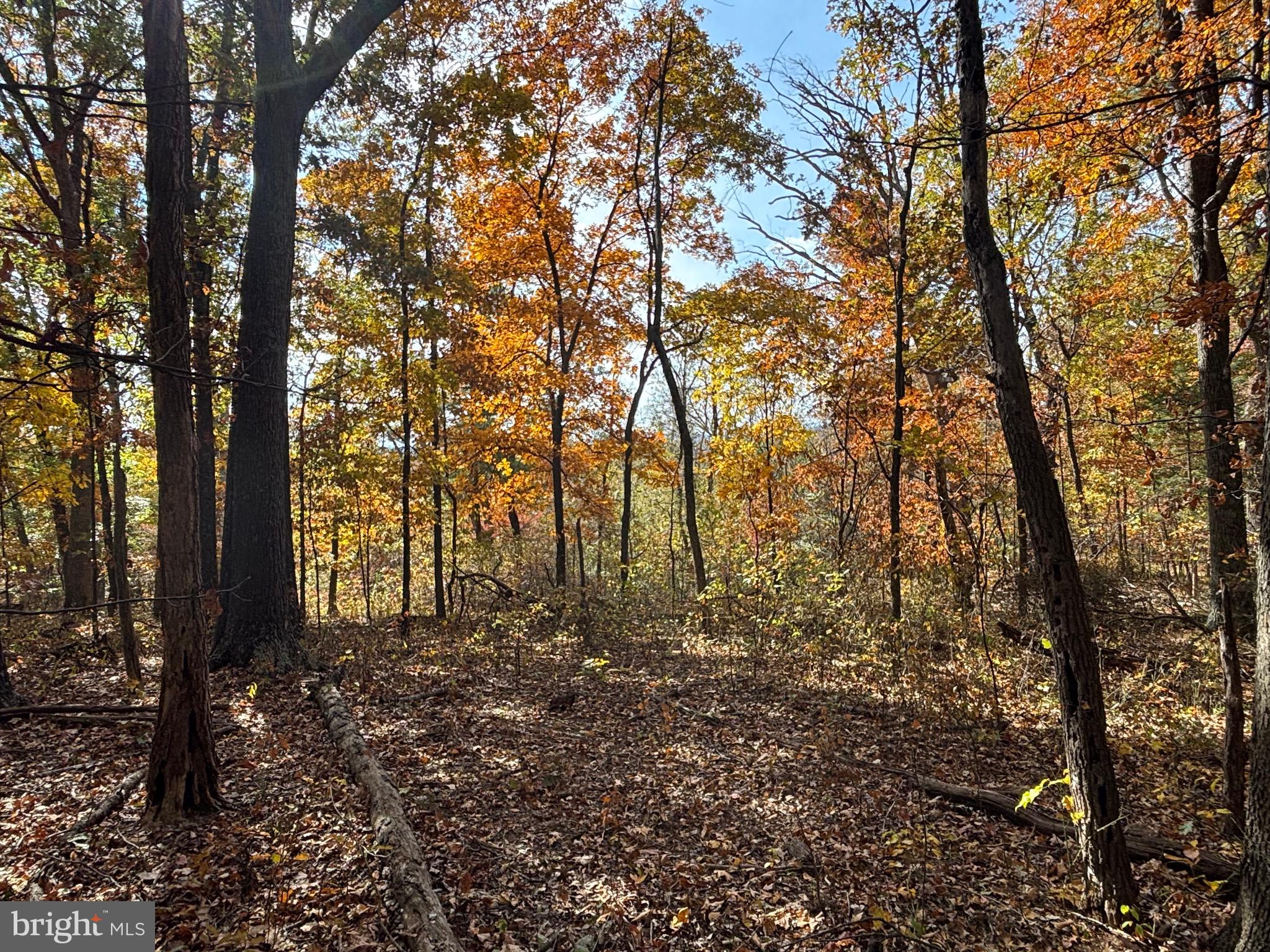 Alonzaville Road Maurertown, VA 22644 - Photo 13 of 28 a view of backyard of house with green space