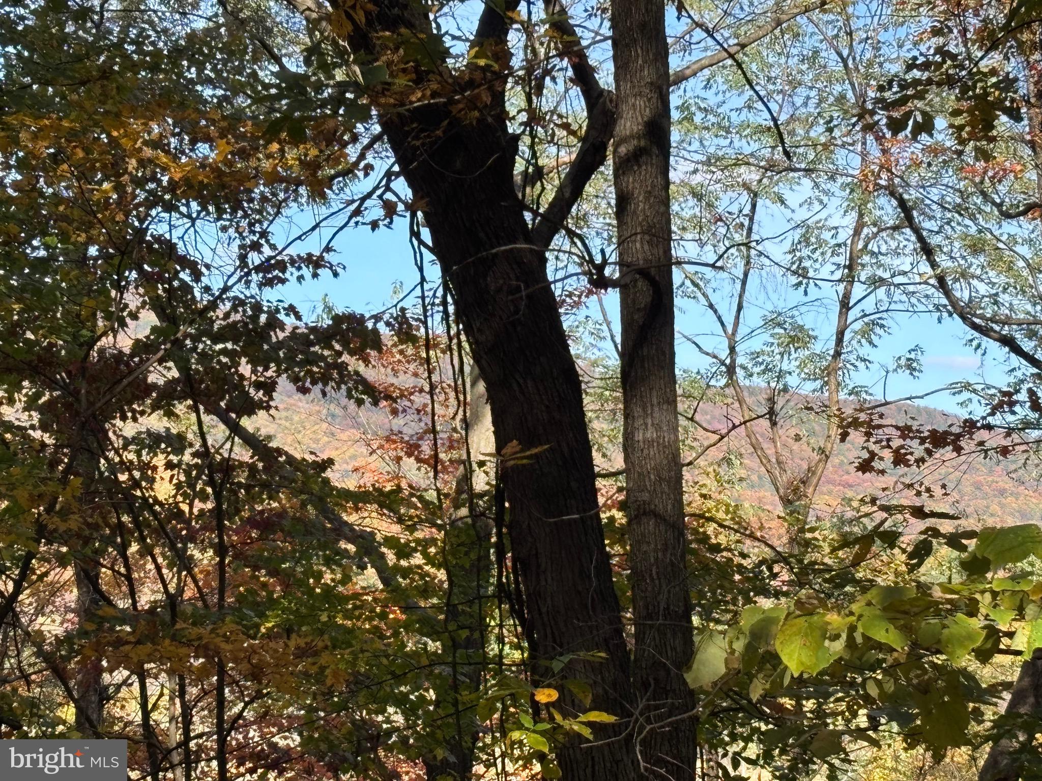 Alonzaville Road Maurertown, VA 22644 - Photo 18 of 28