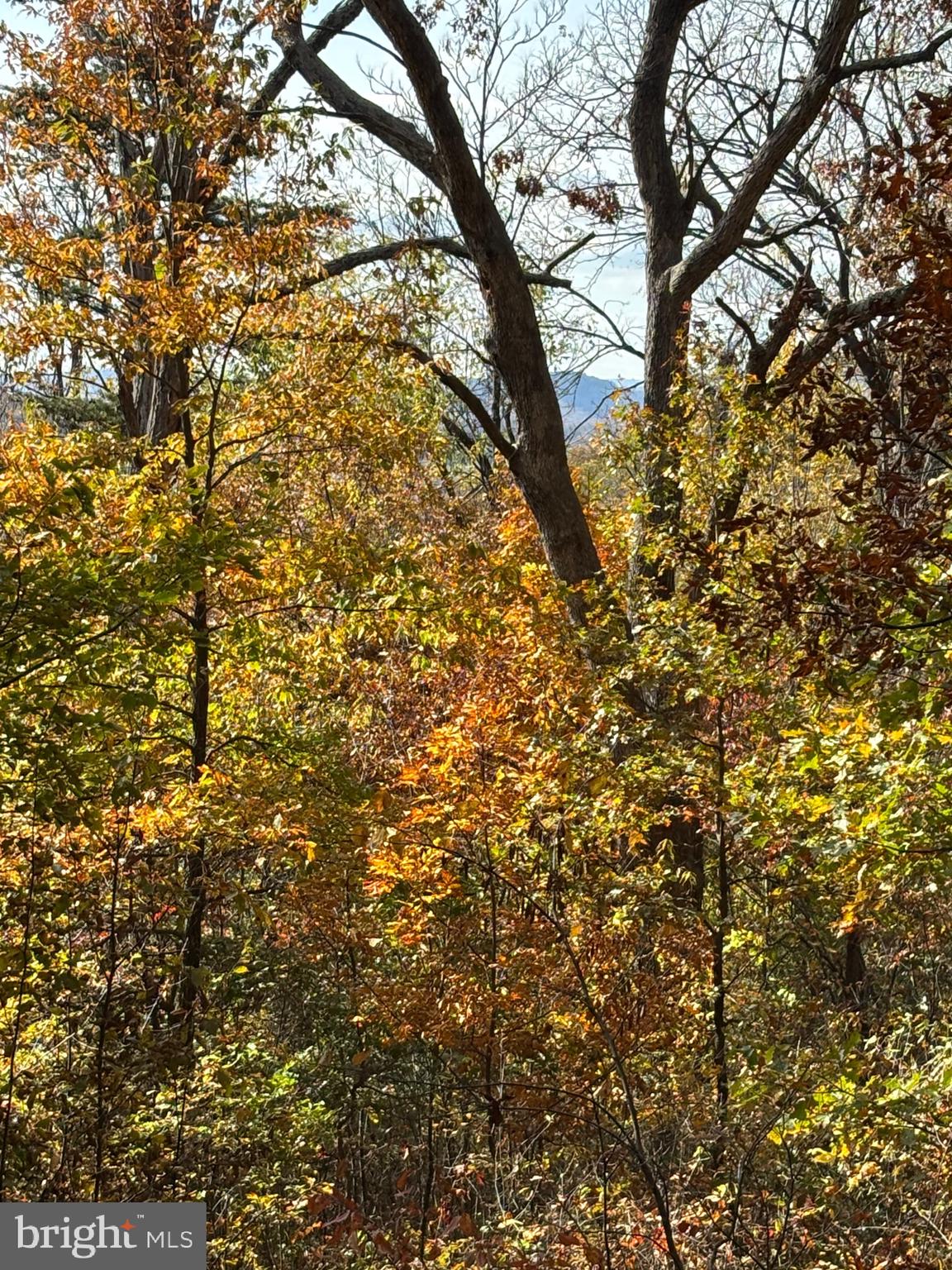 Alonzaville Road Maurertown, VA 22644 - Photo 19 of 28 a view of a tree