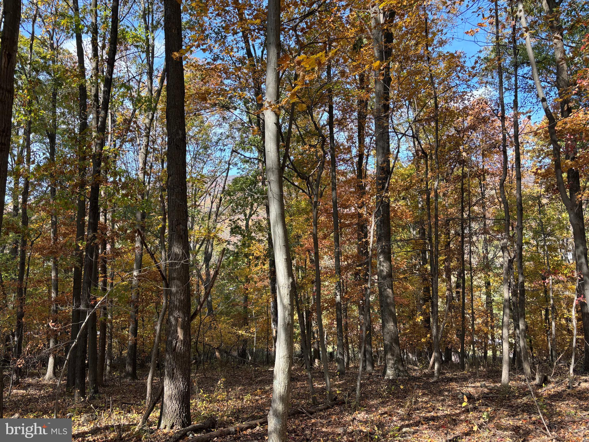 Alonzaville Road Maurertown, VA 22644 - Photo 25 of 28 a view of a forest