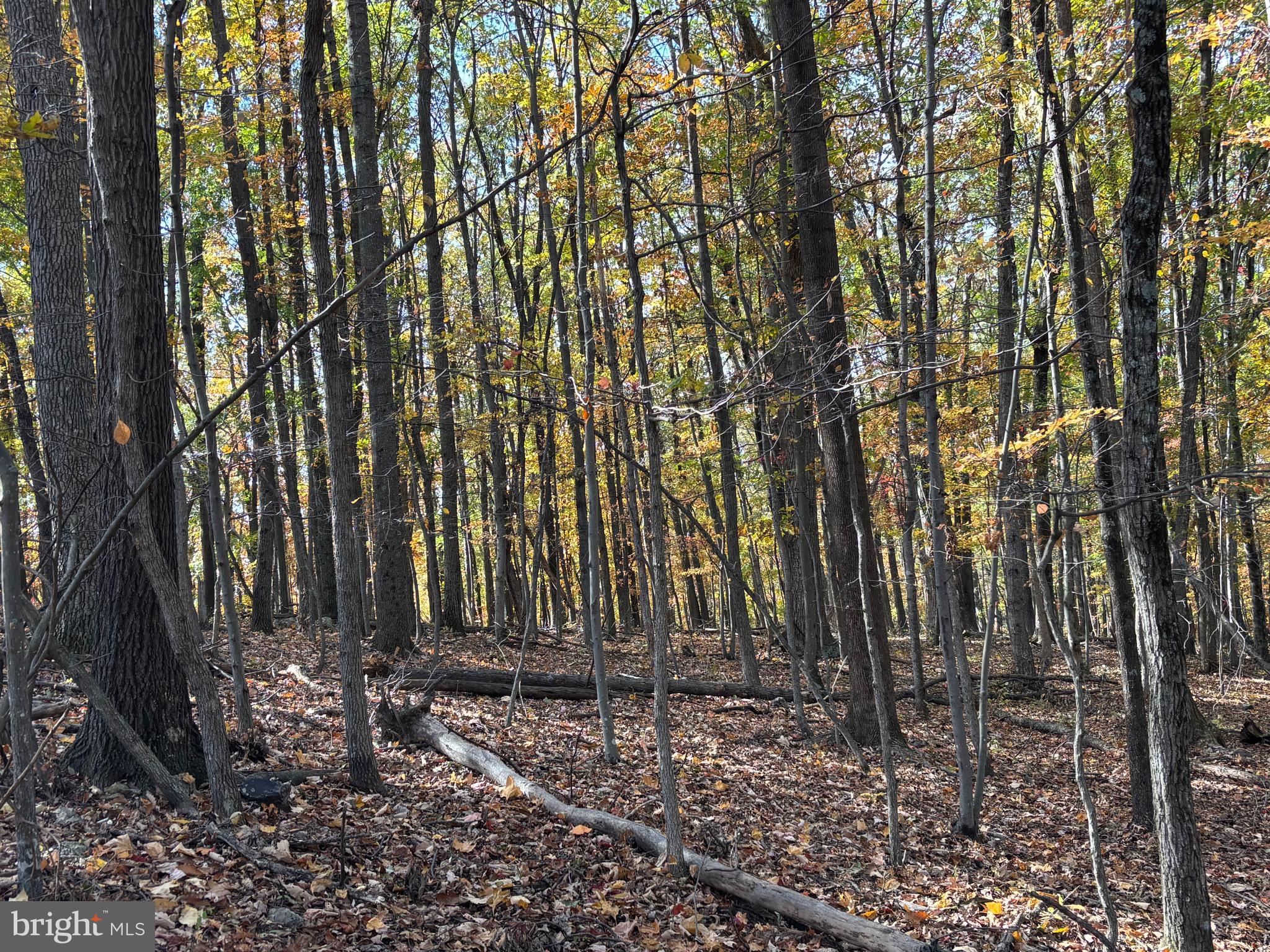 Alonzaville Road Maurertown, VA 22644 - Photo 5 of 28 a view of a backyard with pathway
