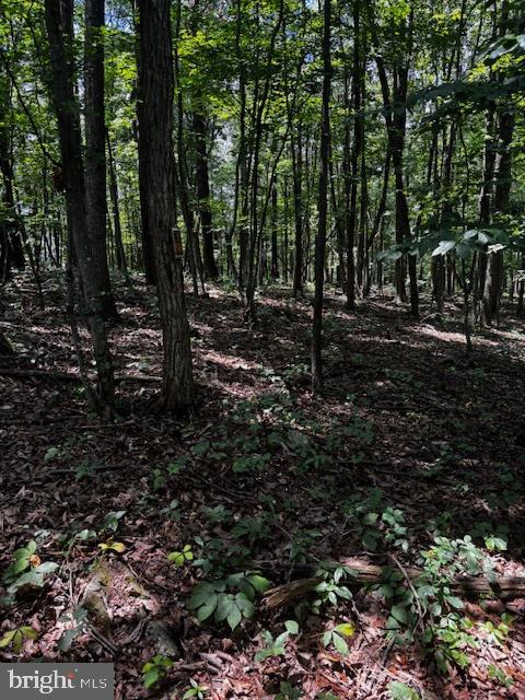Alonzaville Road Maurertown, VA 22644 - Photo 6 of 28 a view of a forest with trees