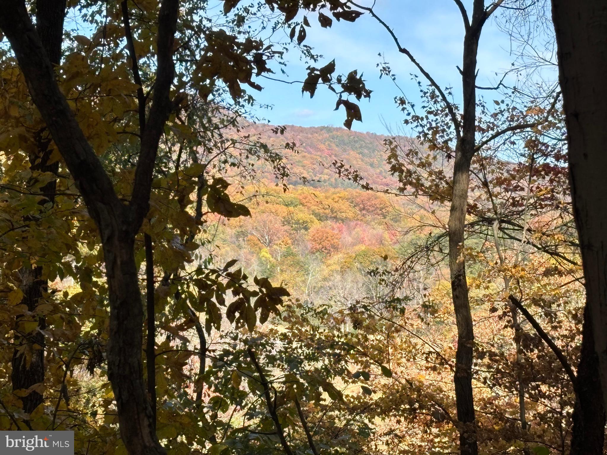 Alonzaville Road Maurertown, VA 22644 - Photo 7 of 28 a view of tree covered with snow
