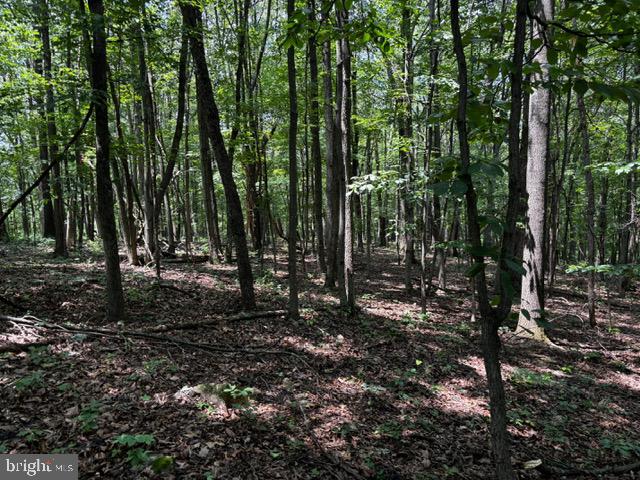Alonzaville Road Maurertown, VA 22644 - Photo 9 of 28 a view of outdoor space with lots of trees