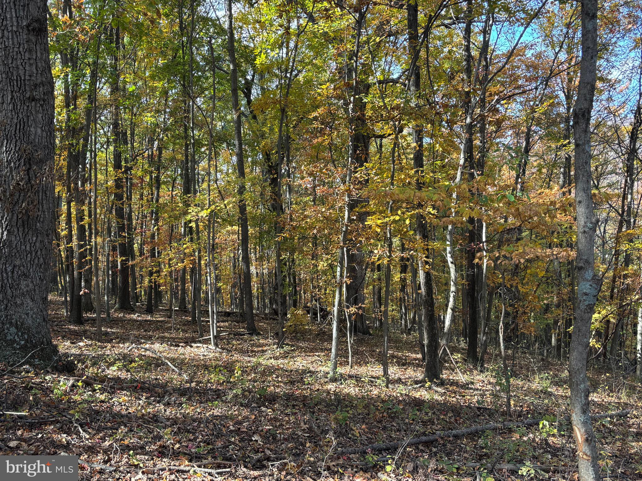 Alonzaville Road Maurertown, VA 22644 - Photo 10 of 28 a backyard of a house with lots of green space