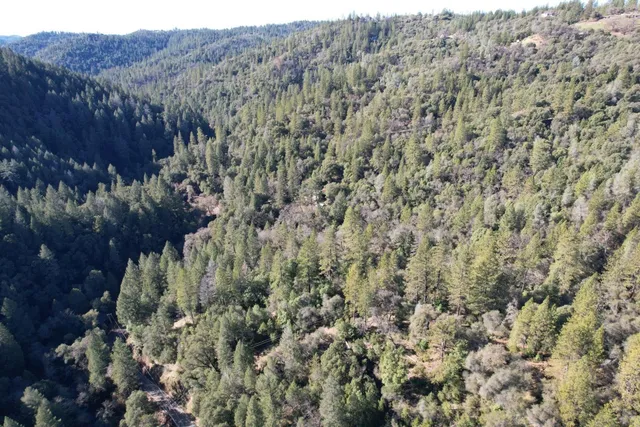 a view of a forest with a mountain in the background