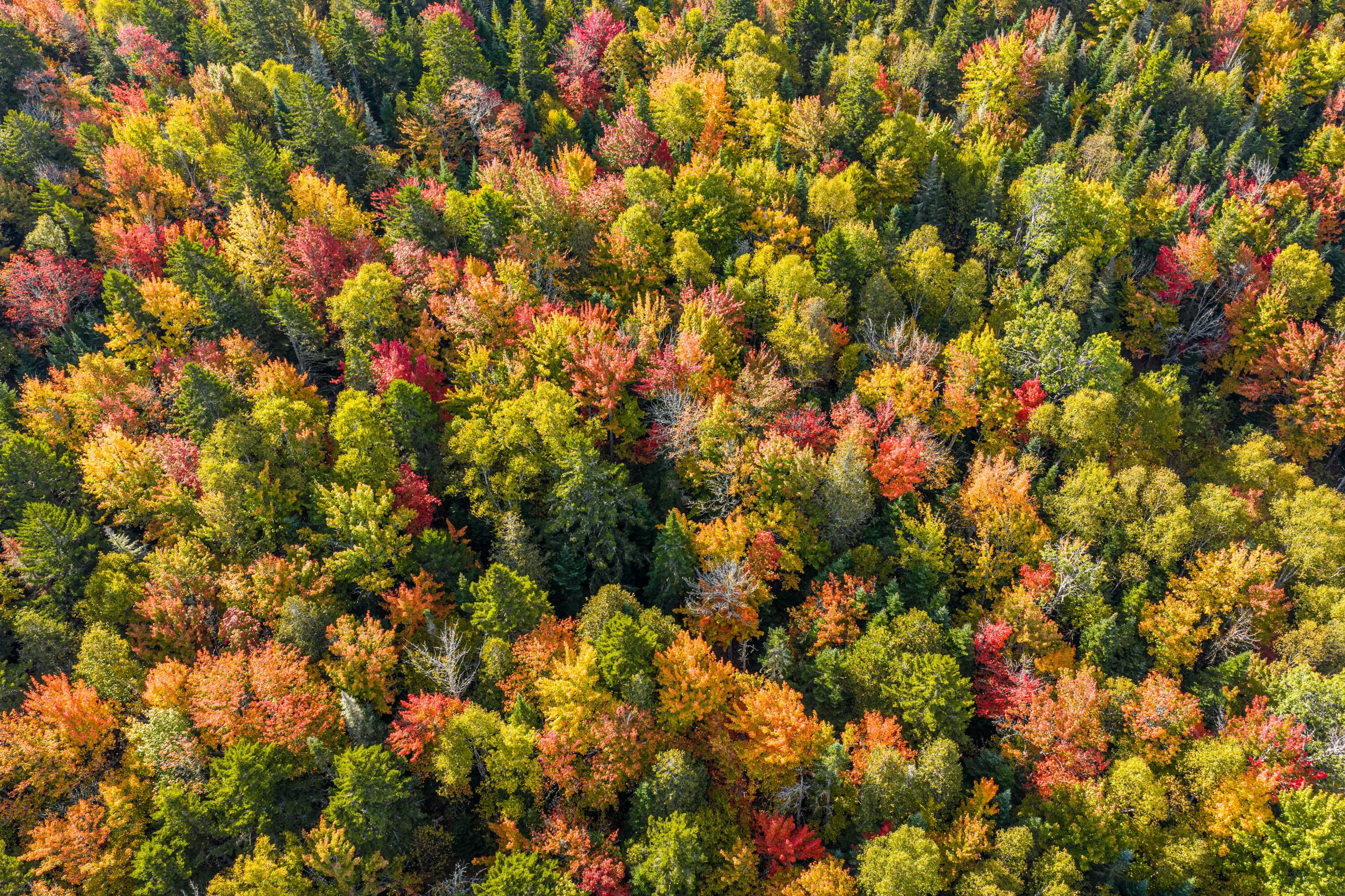 117 Pleasant Island Road Oquossoc, ME 04964 - Photo 15 of 45 Mark Leathers MLS 9.22.25-29