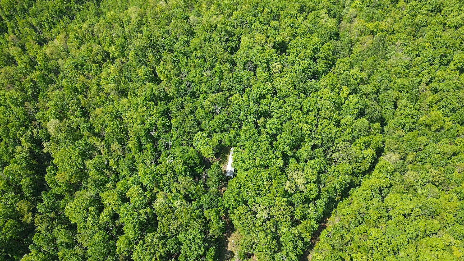 578 Cyclone Lane Waverly, TN 37185 - Photo 4 of 9 a view of a lush green space