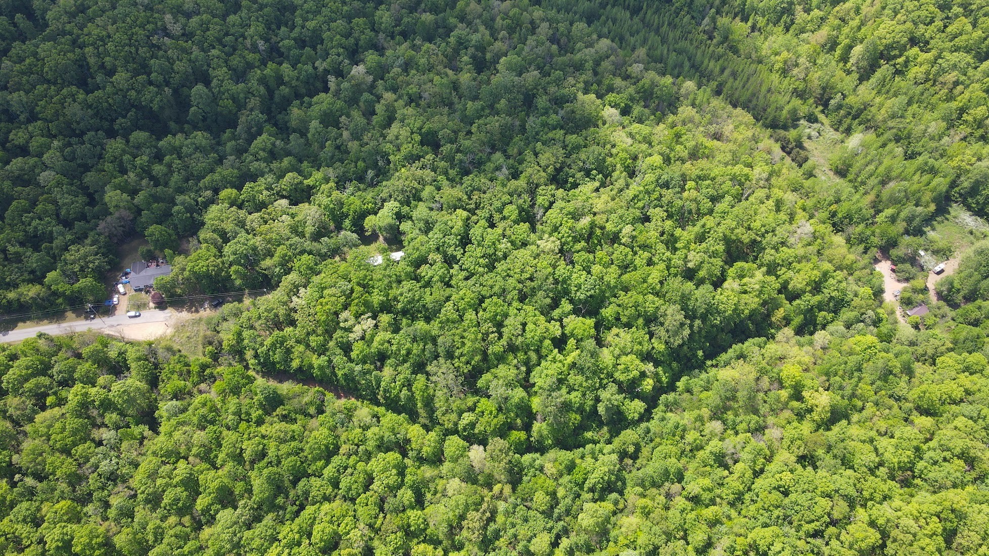 578 Cyclone Lane Waverly, TN 37185 - Photo 6 of 9 a view of a lush green forest with a tree
