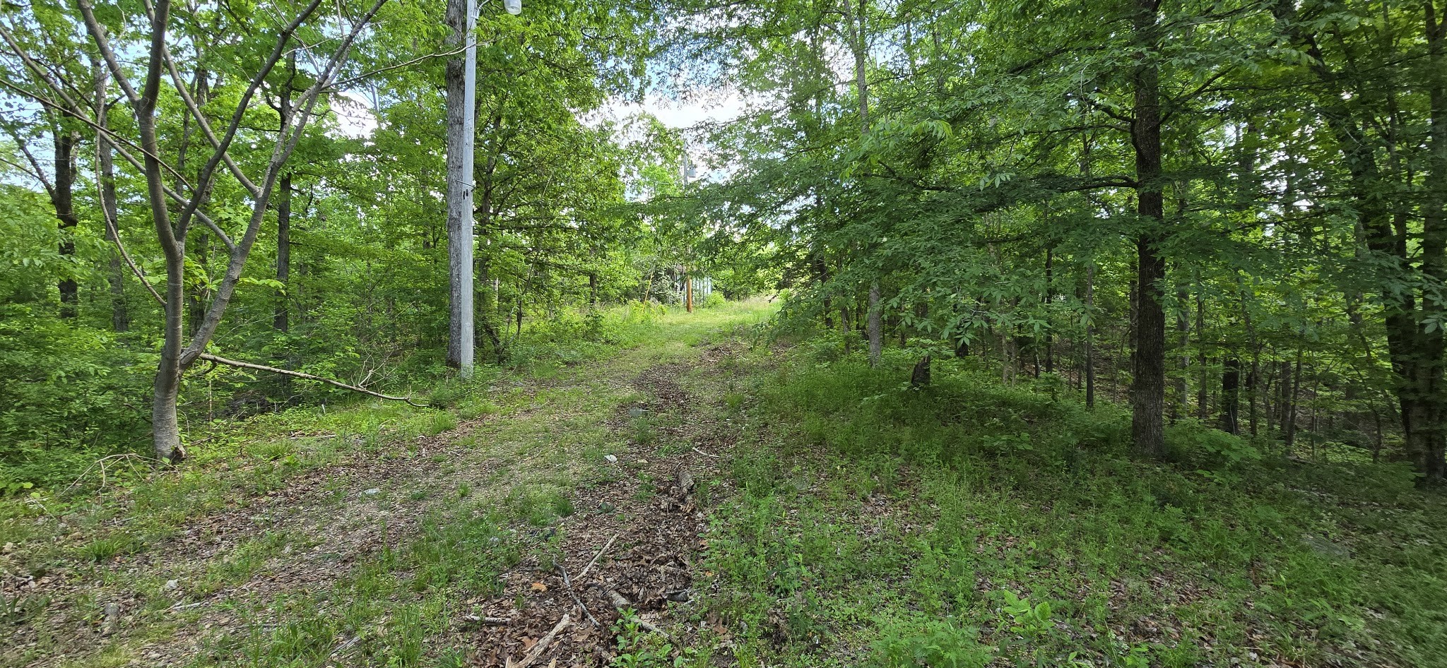 578 Cyclone Lane Waverly, TN 37185 - Photo 8 of 9 a view of a lush green forest