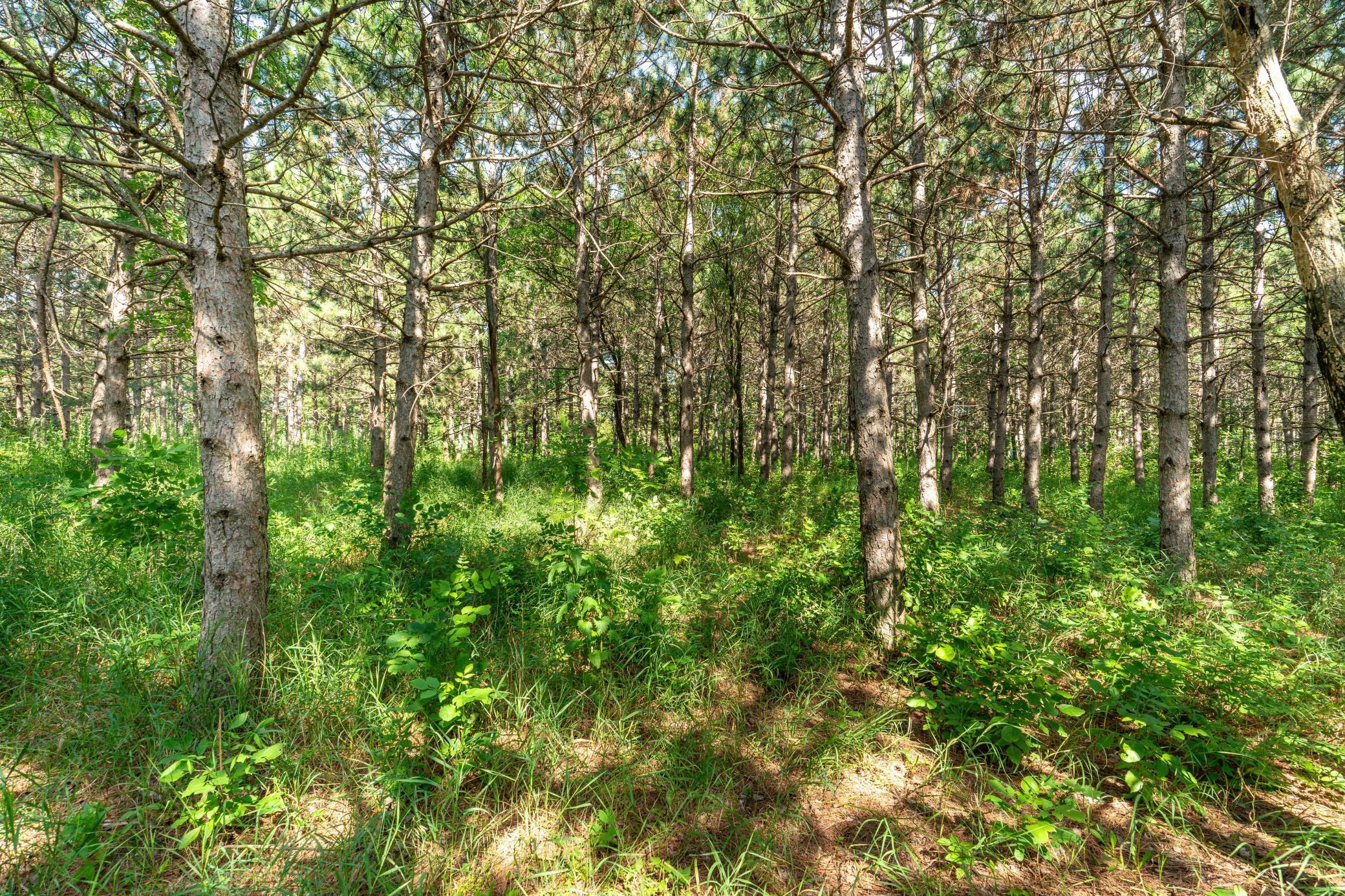 39883 North Clitherall Lake Road Clitherall, MN 56524 - Photo 88 of 94