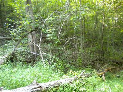 378 Old Gauley Road Livingston, KY 40445 - Photo 44 of 44 Photo 44