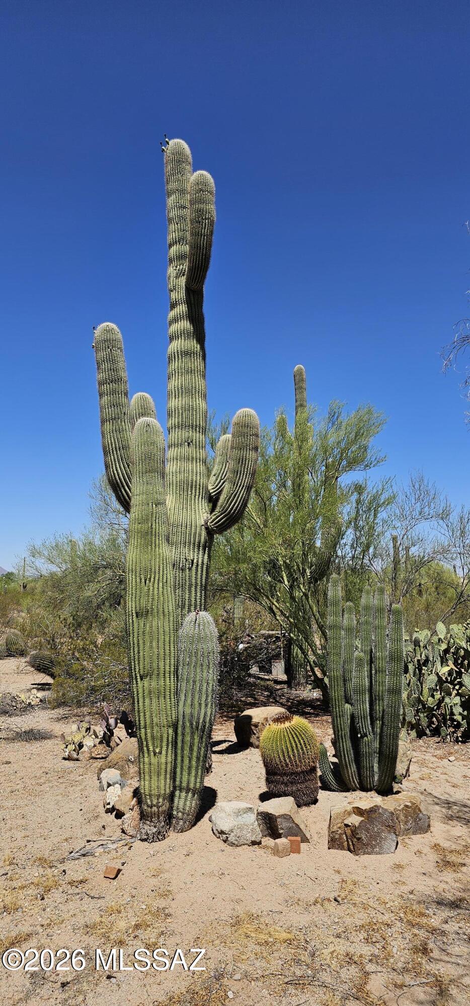 4441 North Sanders Road Tucson, AZ 85743 - Photo 30 of 40 Back Yard Cactus