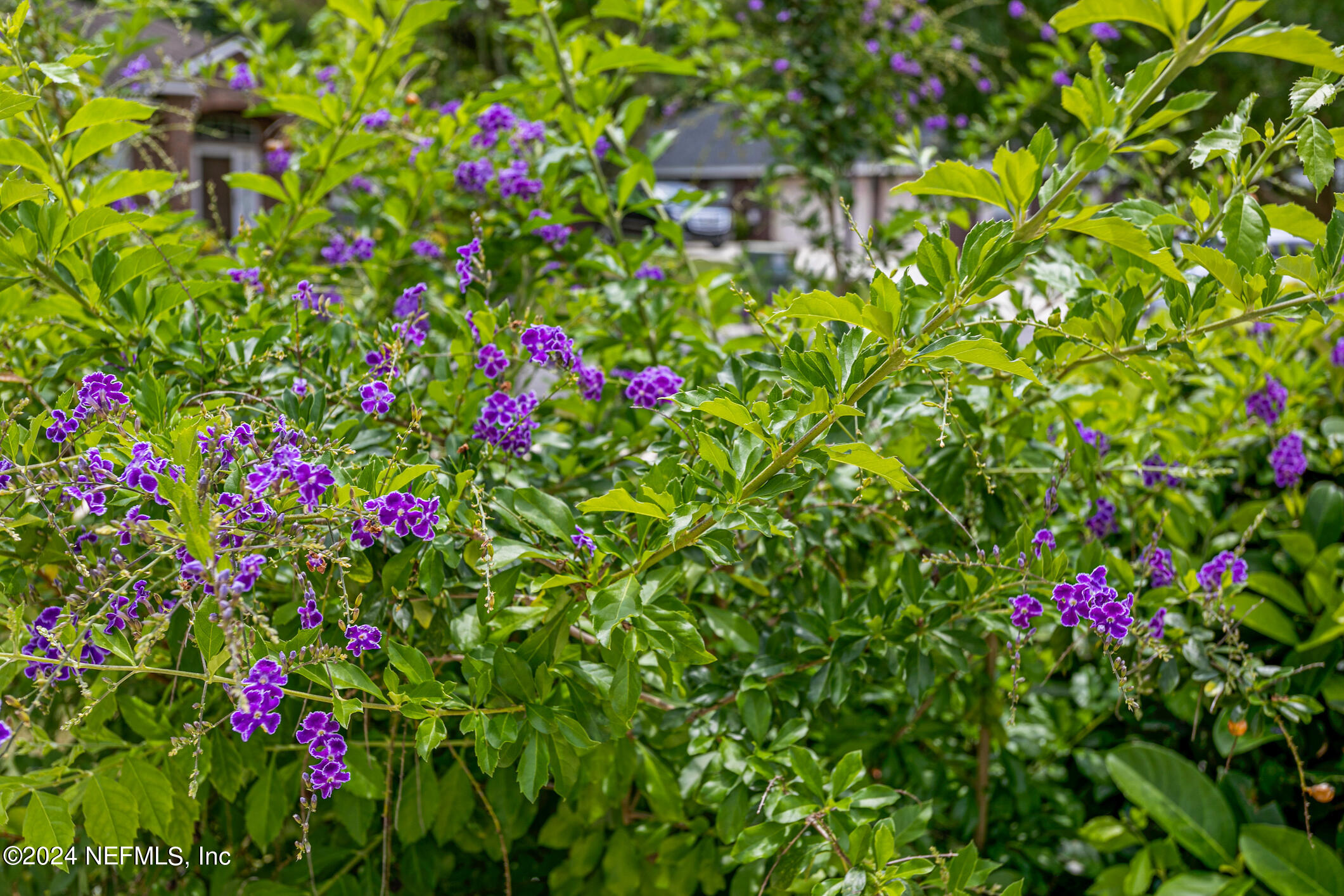 1658 Lockend Road Jacksonville, FL 32221 - Photo 51 of 54 Color